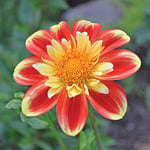  Dahlia 'Pooh'