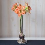  Amaryllis 'Exotic Nymph'