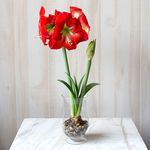  Amaryllis 'Monaco'