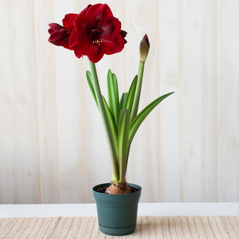 Amaryllis 'Premiere'