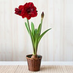  Amaryllis 'Premiere,' one bulb in woven basket