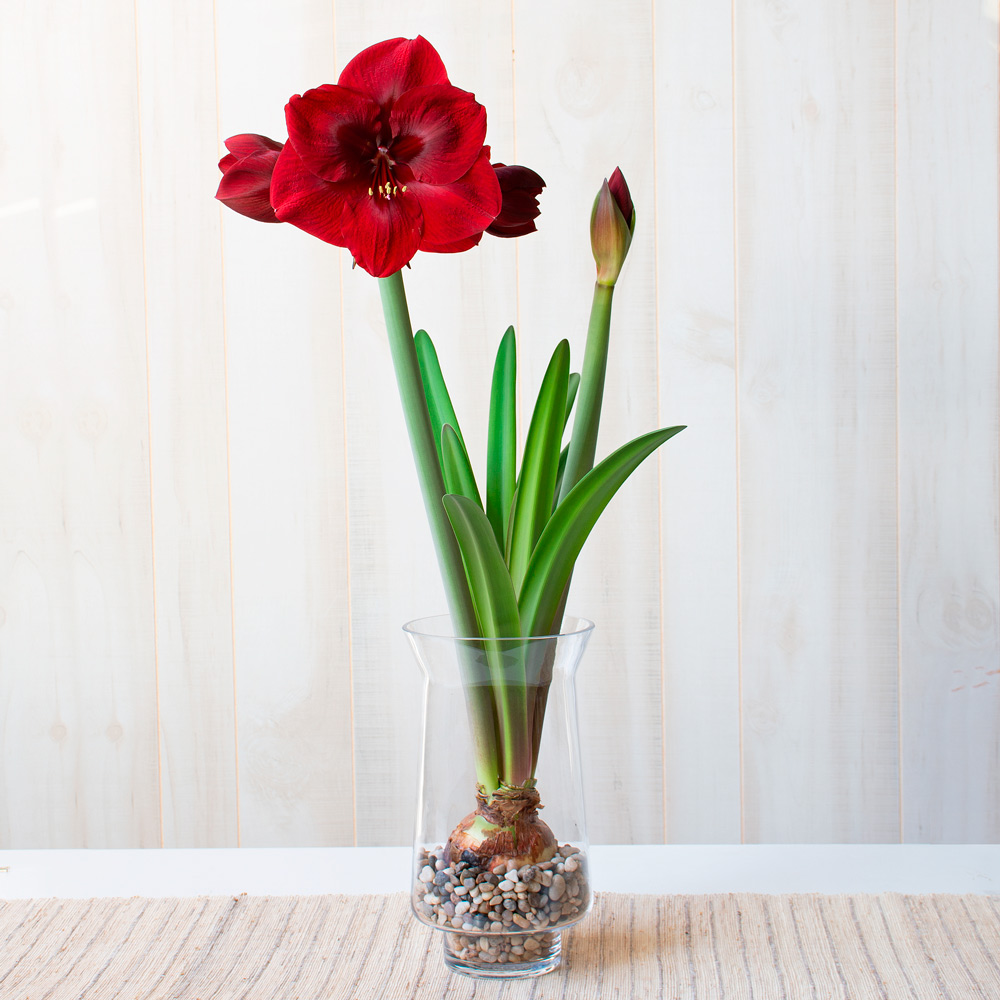 Amaryllis 'Premiere' White Flower Farm