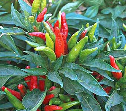 Chile Pepper Thai Dragon | White Flower Farm