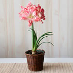  Amaryllis 'Pretty Nymph,' one bulb in woven basket