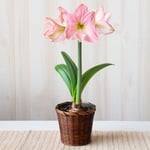  Amaryllis 'Sweet Star,' one bulb in woven basket