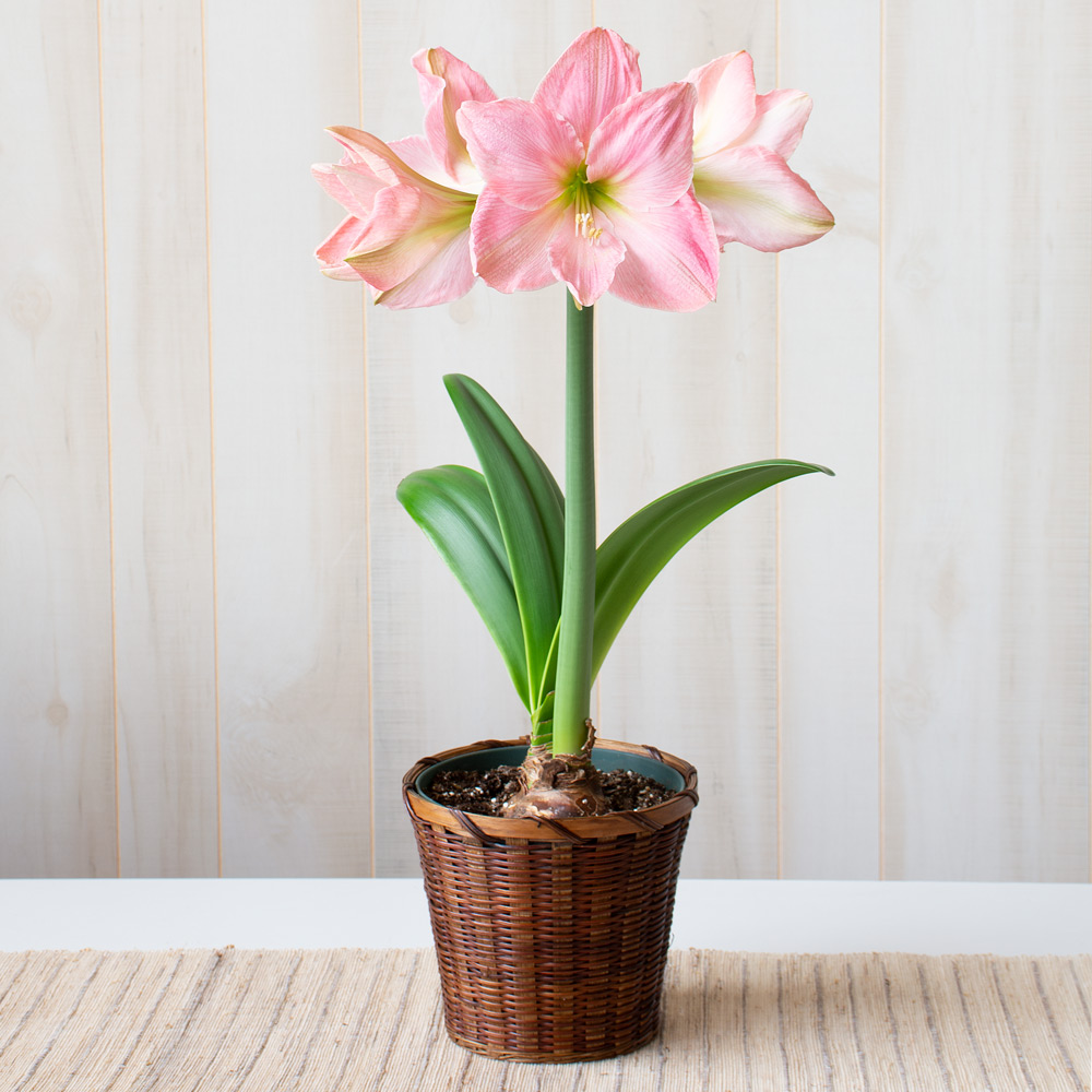 Amaryllis 'Sweet Star'