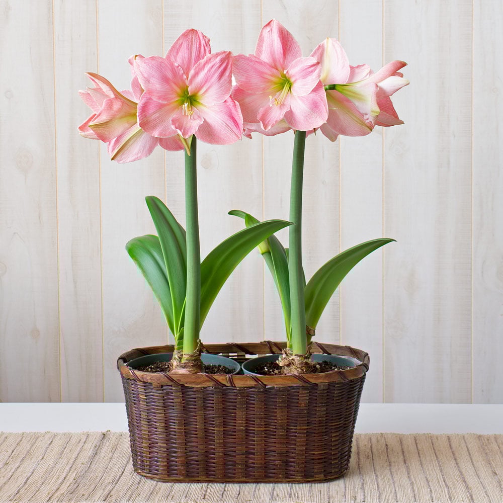 Amaryllis 'Sweet Star'