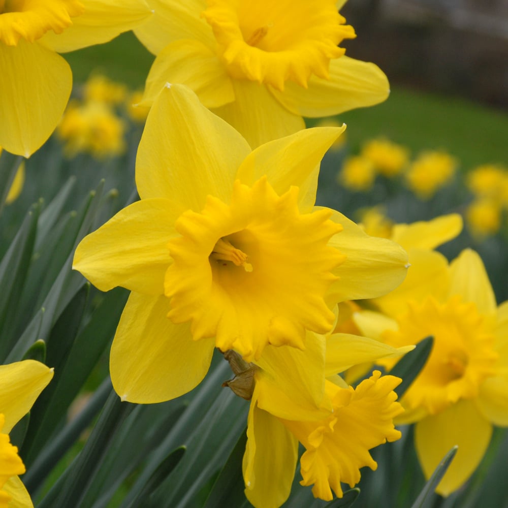Narcissus 'Dutch Master'