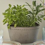  Gray Cottage Dish Planter and Saucer, 8½