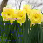  Narcissus 'Snowtip'