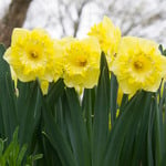  Narcissus 'Snowtip'