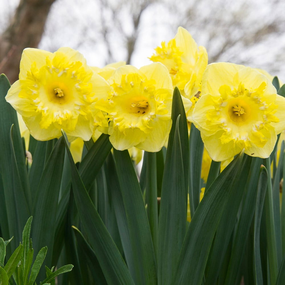 Narcissus 'Snowtip'