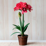  Amaryllis 'Candy Nymph,' one bulb in woven basket