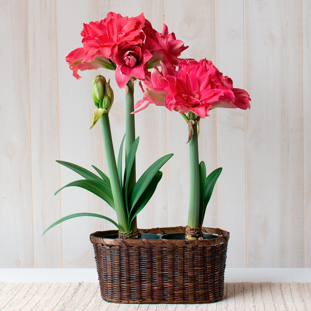 Amaryllis 'Candy Nymph'