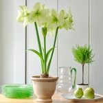  Amaryllis 'Fantasy Dream'