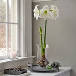  Amaryllis 'Matterhorn'