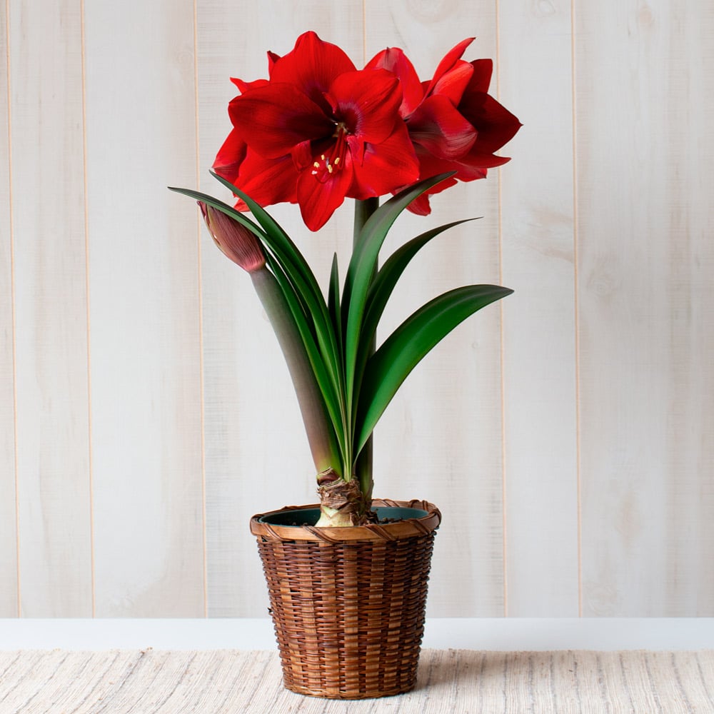 Amaryllis 'Red Cream,' one bulb in woven basket