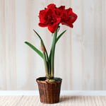  Amaryllis 'Red Toro,' one bulb in woven basket