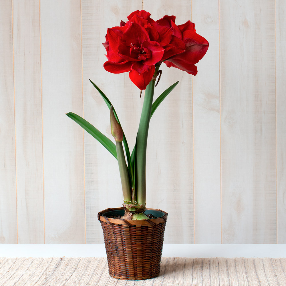 Amaryllis 'Red Toro'