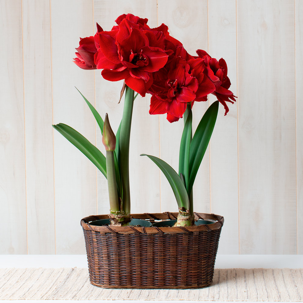 Amaryllis 'Red Toro'