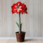  Amaryllis 'Stargazer,' one bulb in woven basket