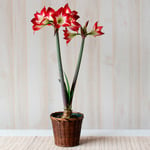  Amaryllis 'Très Chic,' one bulb in woven basket