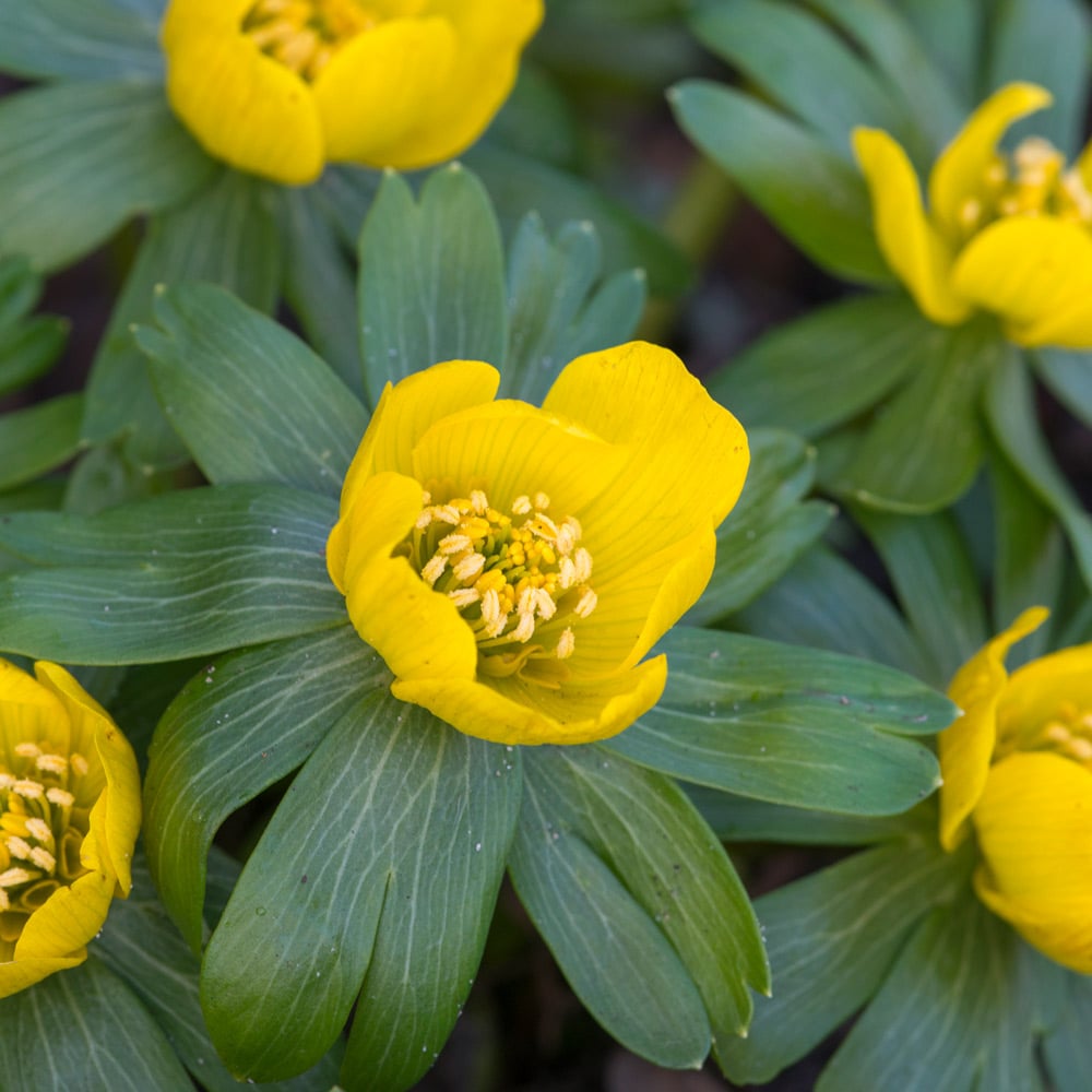 Eranthis hyemalis