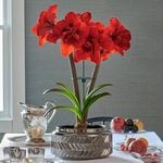  Amaryllis 'Double King'