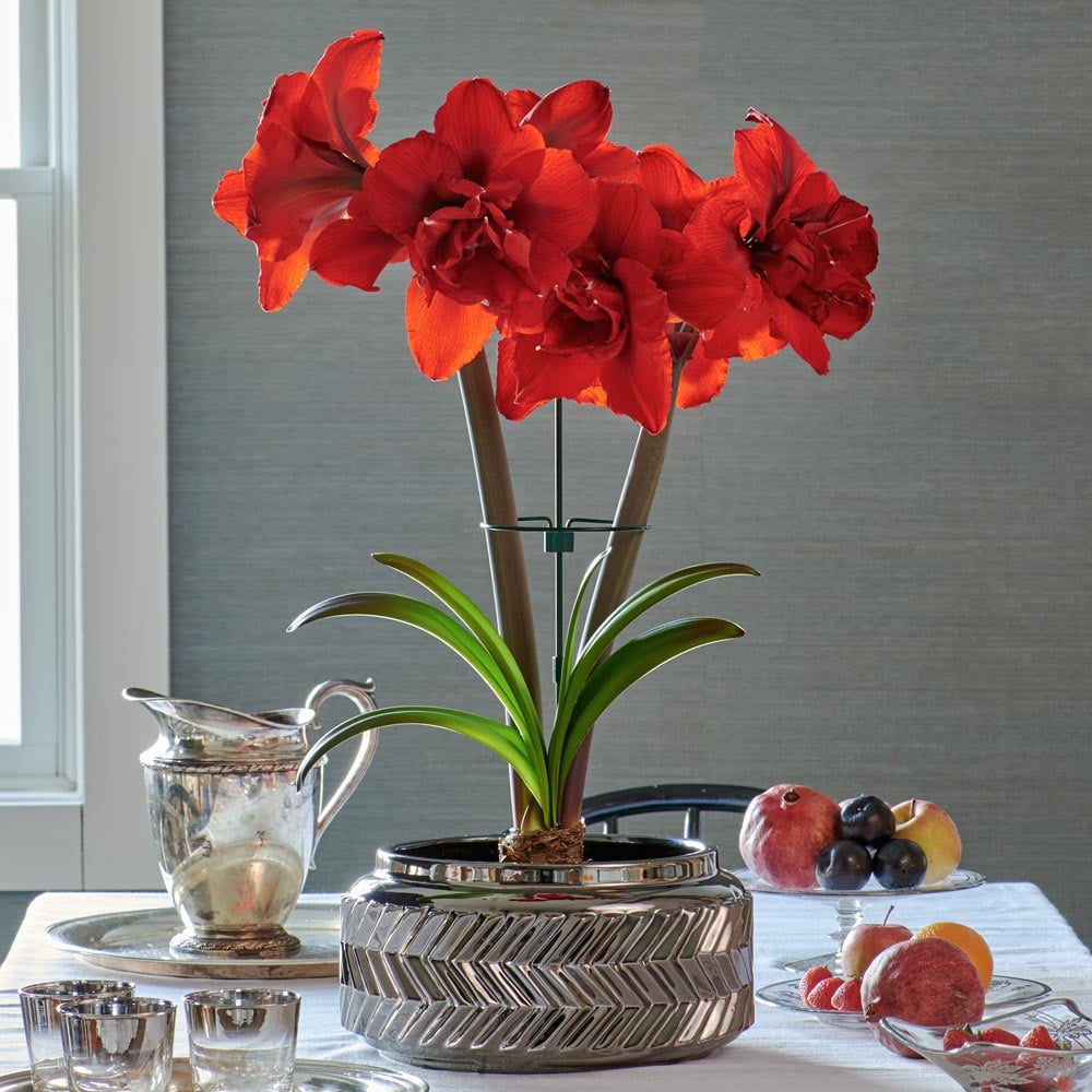Amaryllis 'Double King'
