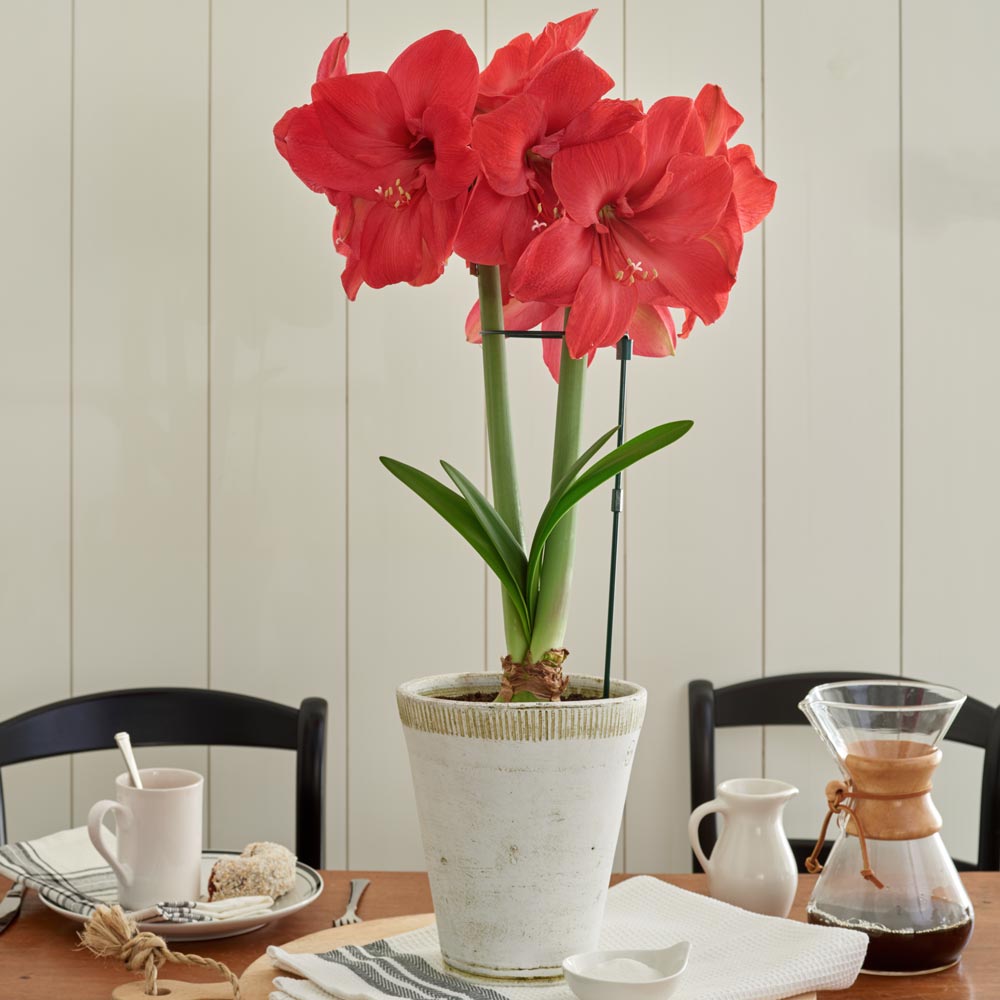 Amaryllis 'Lagoon'