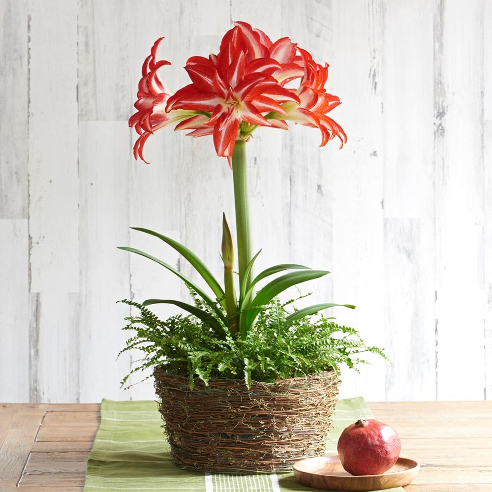 Amaryllis 'Splash'