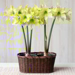  Amaryllis 'Yellow Star'