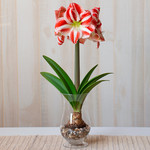 Amaryllis 'Clown,' one bulb with footed vase kit