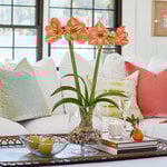  Amaryllis 'Naomi'