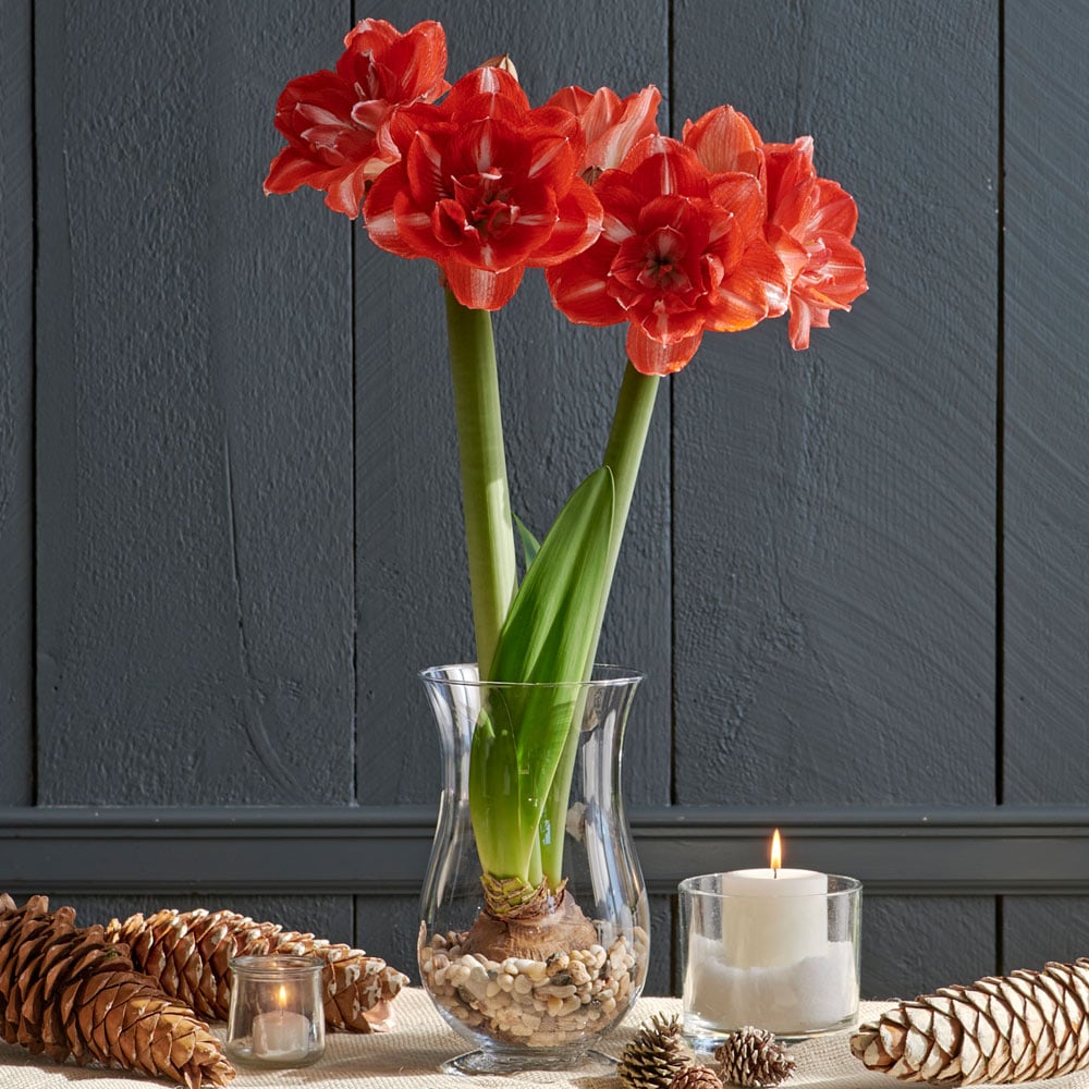 Amaryllis 'Double Shine'