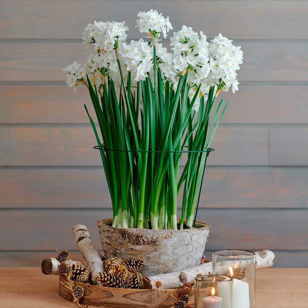 Paperwhite 'Ariel' Kit with large Birch basket | White Flower Farm