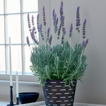 Lavender