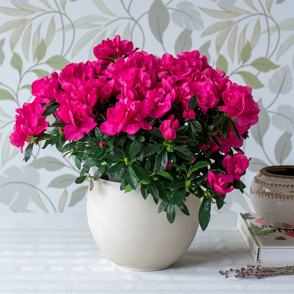 Pink Azalea in cream ceramic cachepot