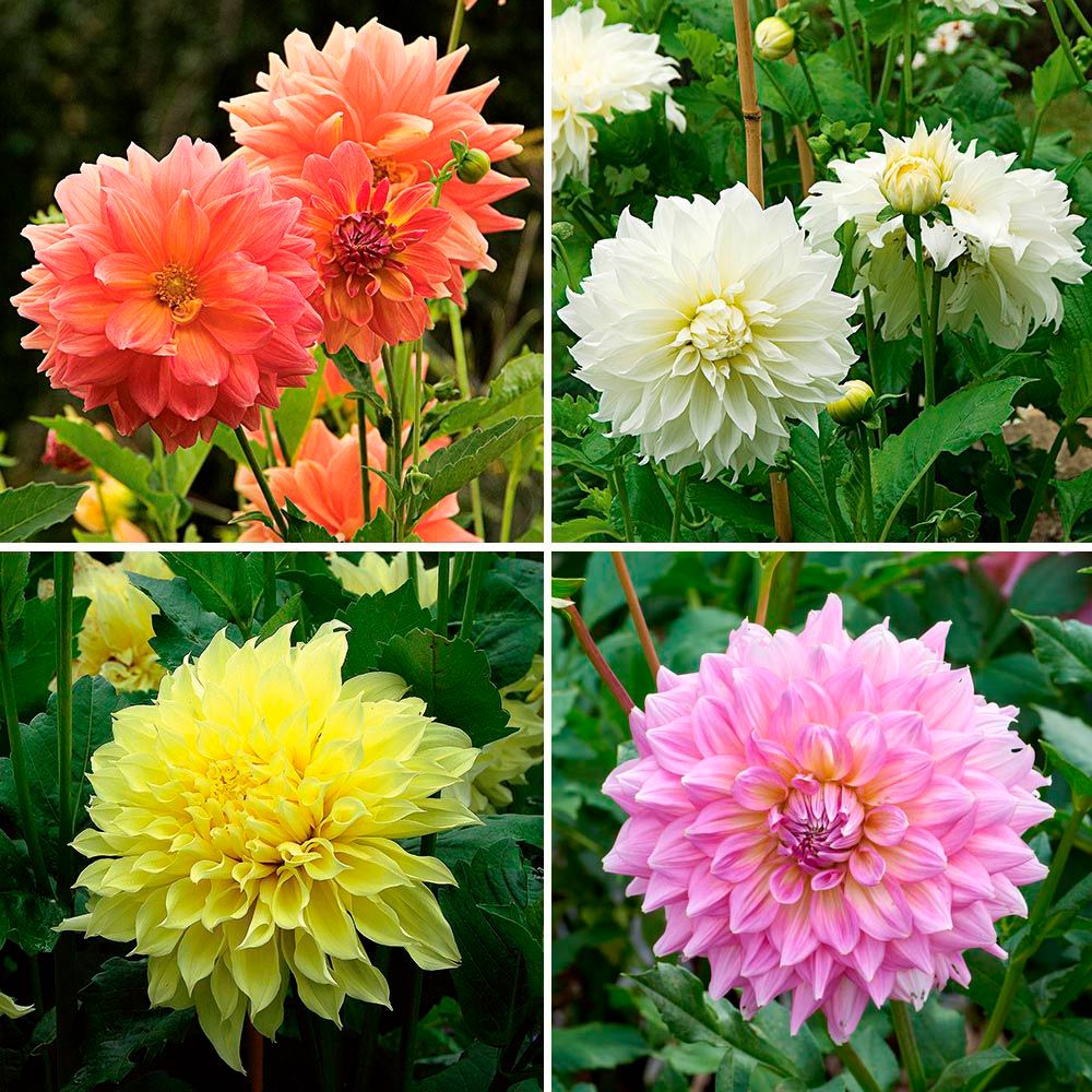 Dinnerplate Dahlia Collection, 4 tubers