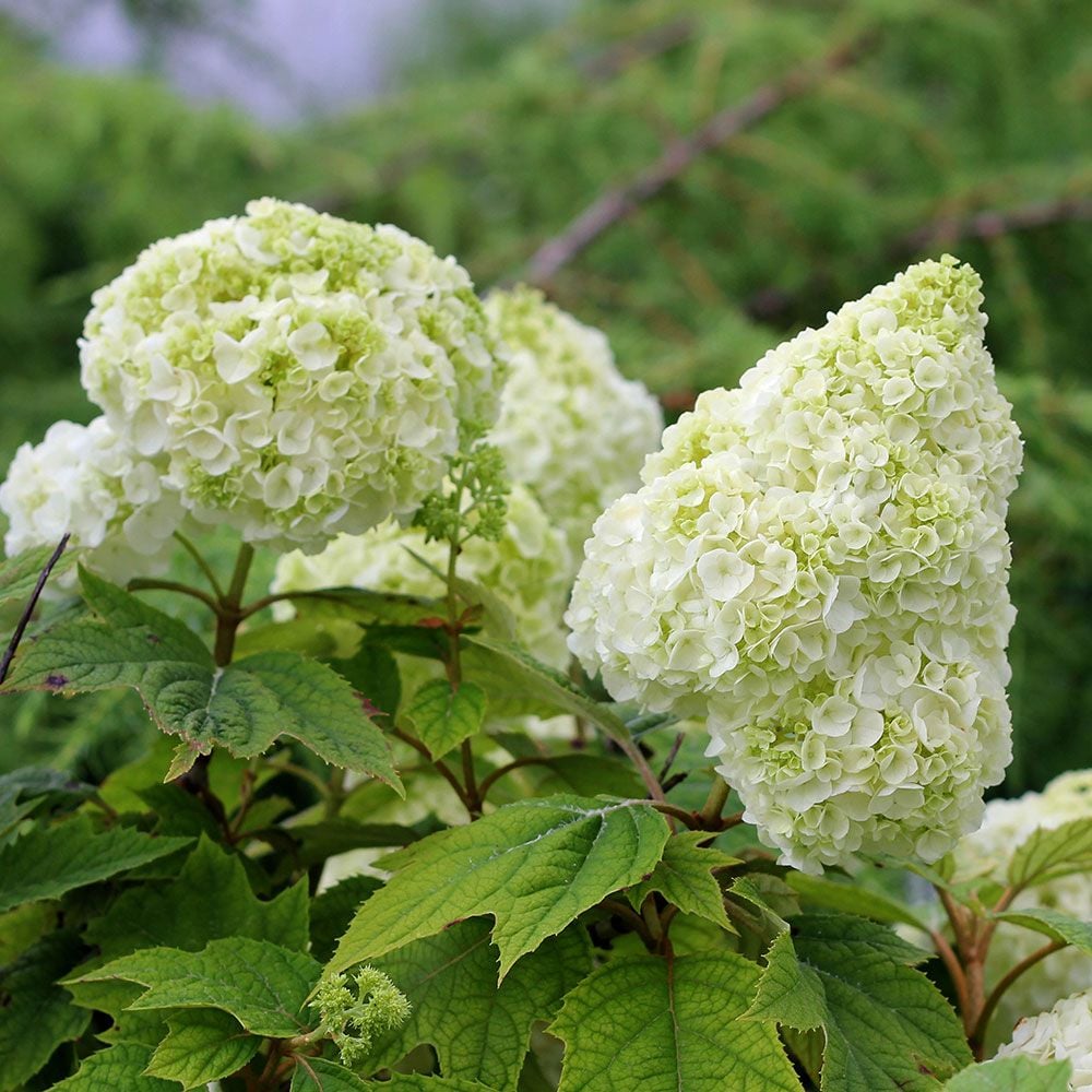 White-Flowering Plants