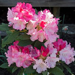  Rhododendron yakushimanum 'Solidarity'