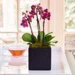  Purple Mini Moth Orchids in square cachepot