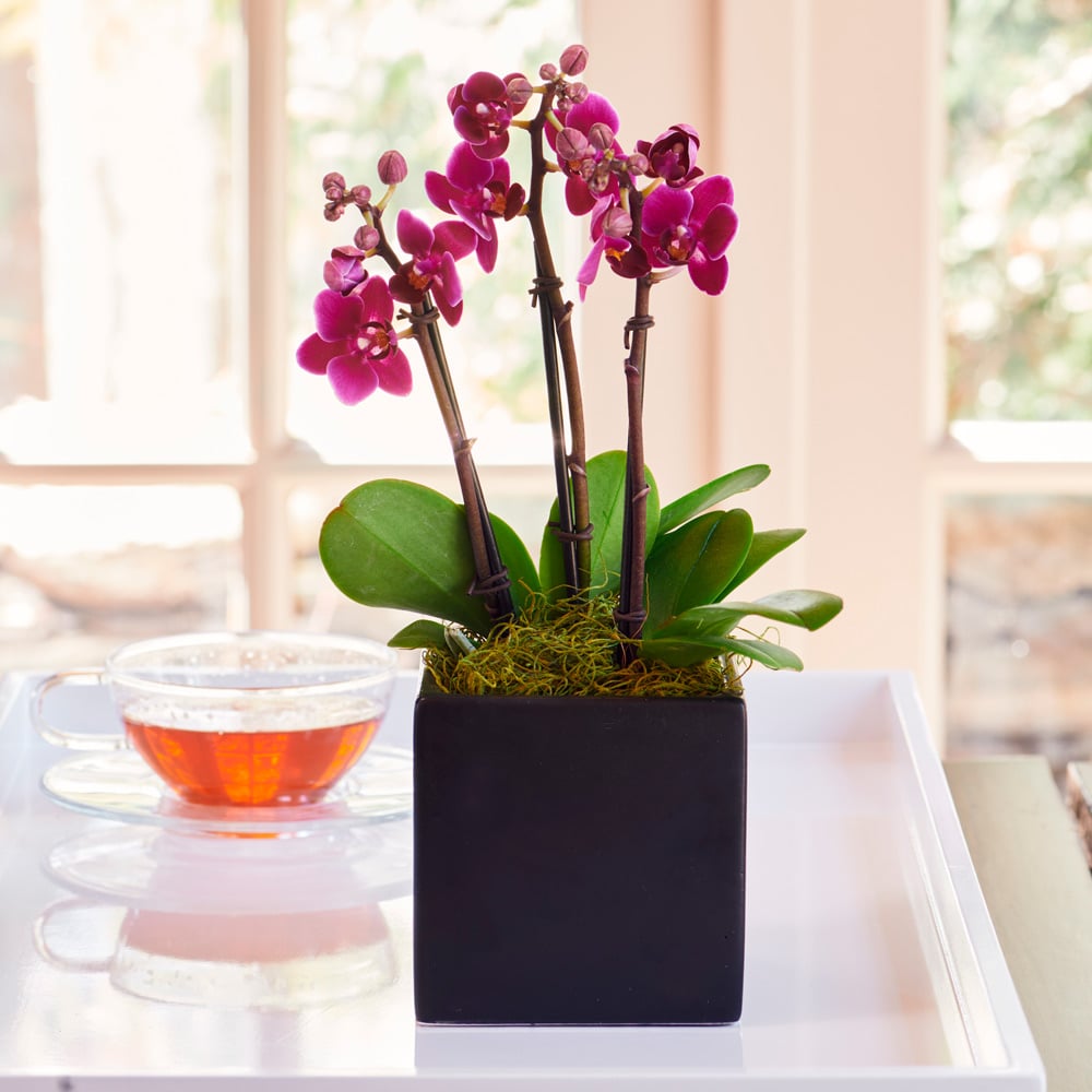 Purple Mini Moth Orchids in square cachepot