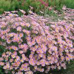  Chrysanthemum 'Clara Curtis'