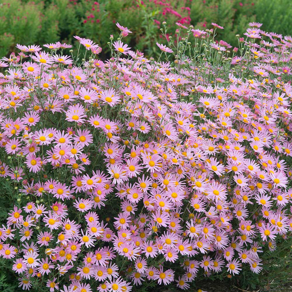 Chrysanthemum 'Clara Curtis'