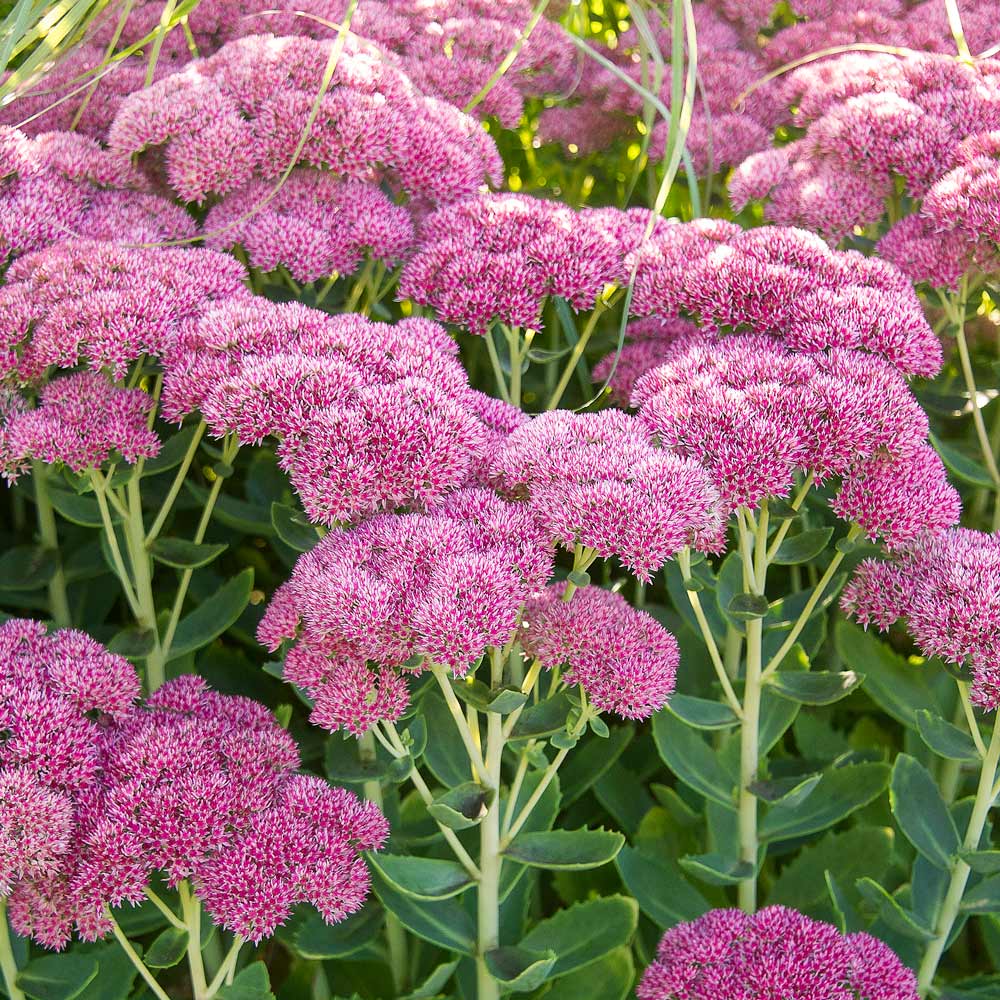 Sedum 'Autumn Joy'