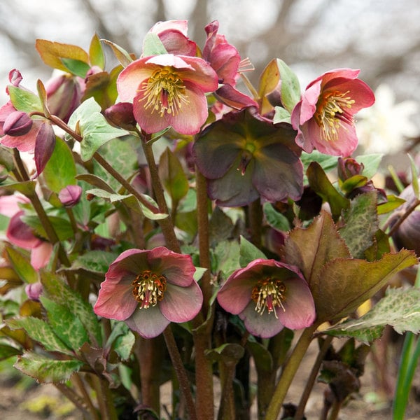 Helleborus Frostkiss® Penny #39 s Pink White Flower Farm