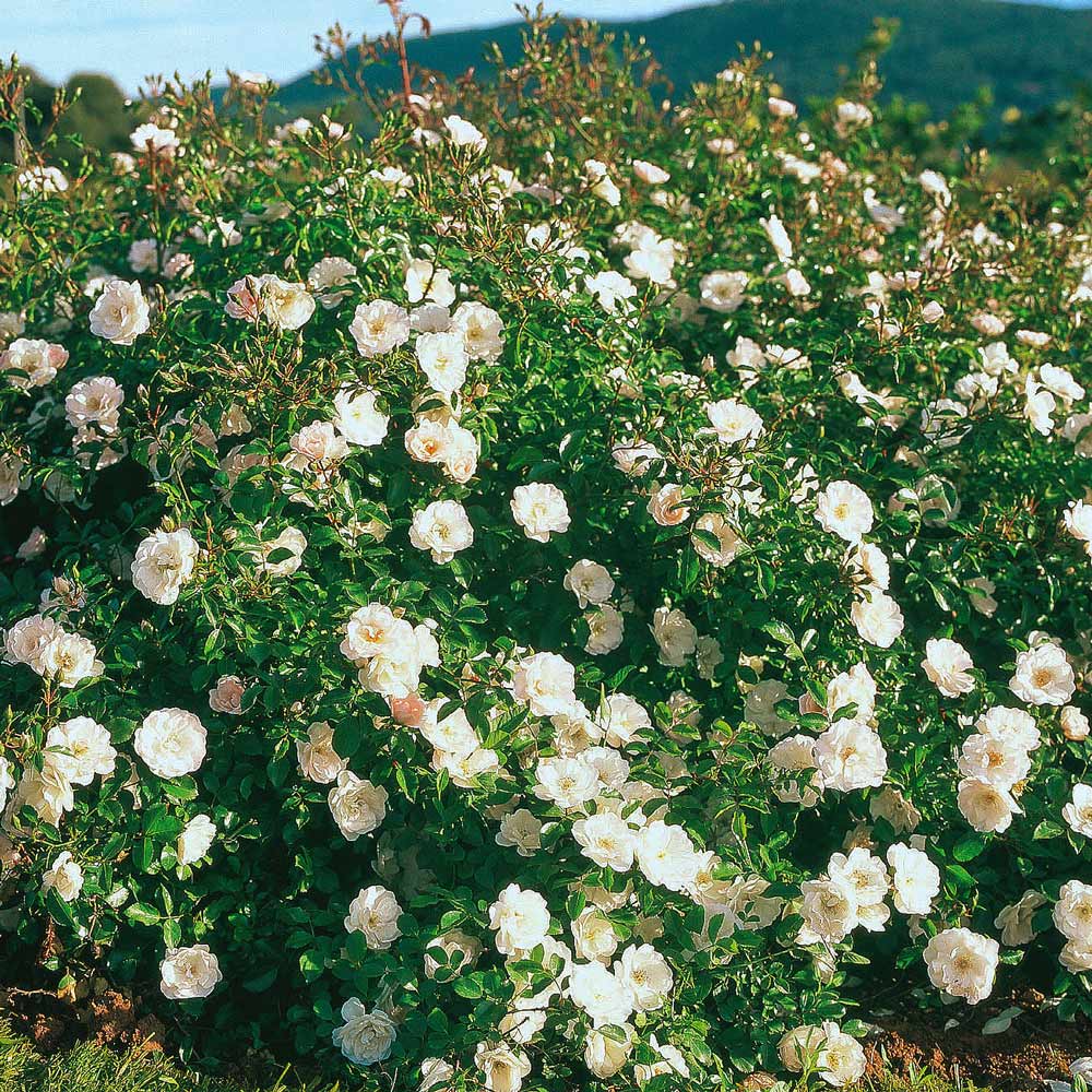 Rose 'White Dawn'