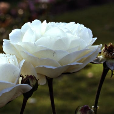 Rose 'White Dawn'