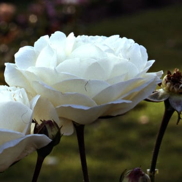 Large white flowers discount